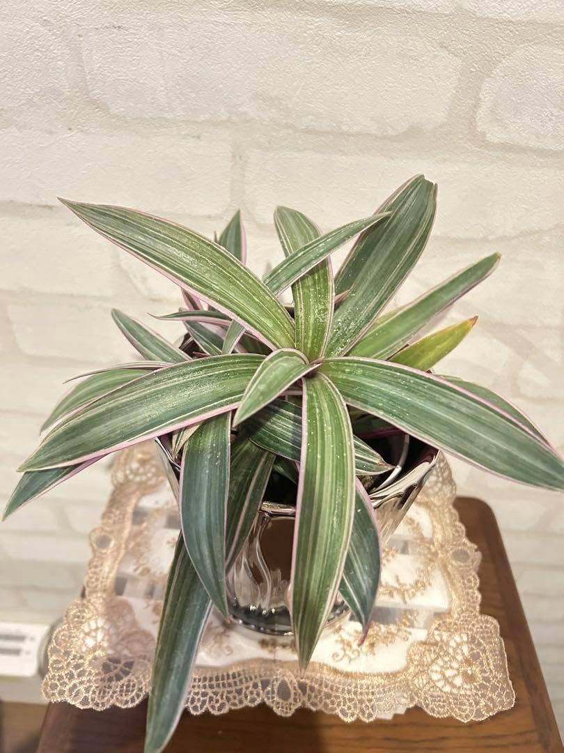 その他観葉植物 moomooo 13号(XLサイズ)の観葉植物 | 観葉植物・お花の通販 AND PLANTS